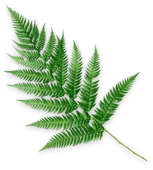 dp-salon-green-leaf